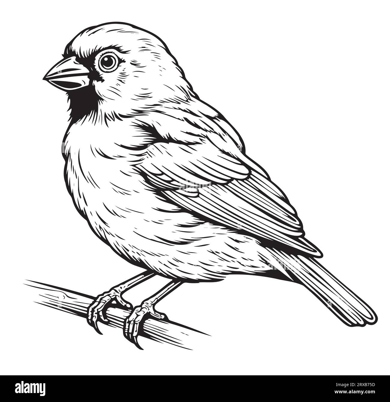 Cute canary bird hand drawn sketch .Vector illustration Stock Vector