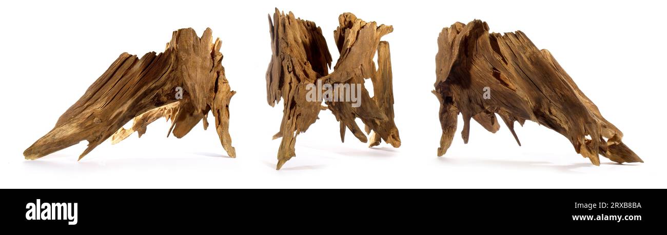 Old Tree Root isolated on white Background Stock Photo