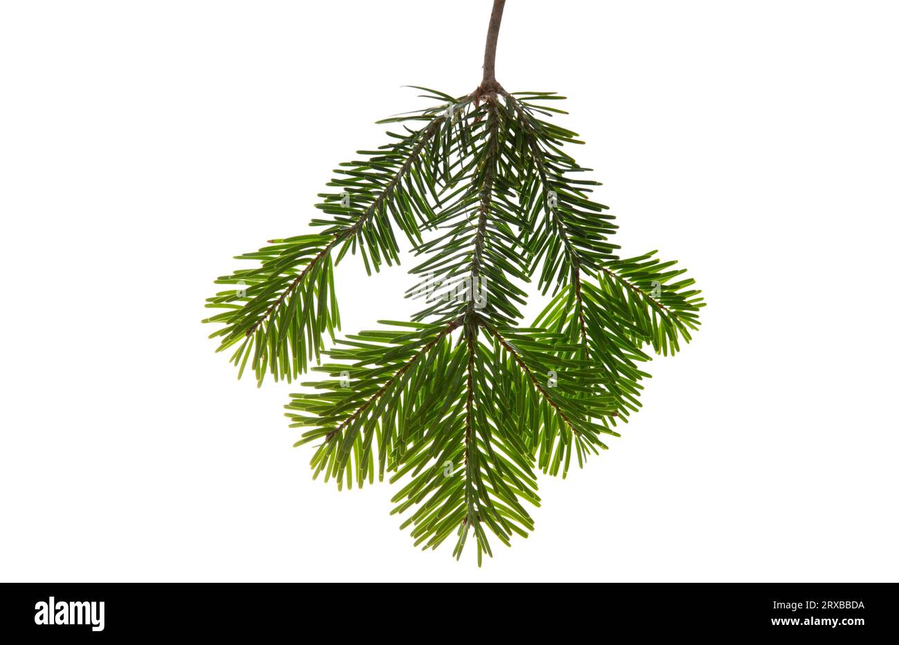 Christmas tree branch isolated on white transparent background, Xmas spruce, green fir pine twig closeup Stock Photo