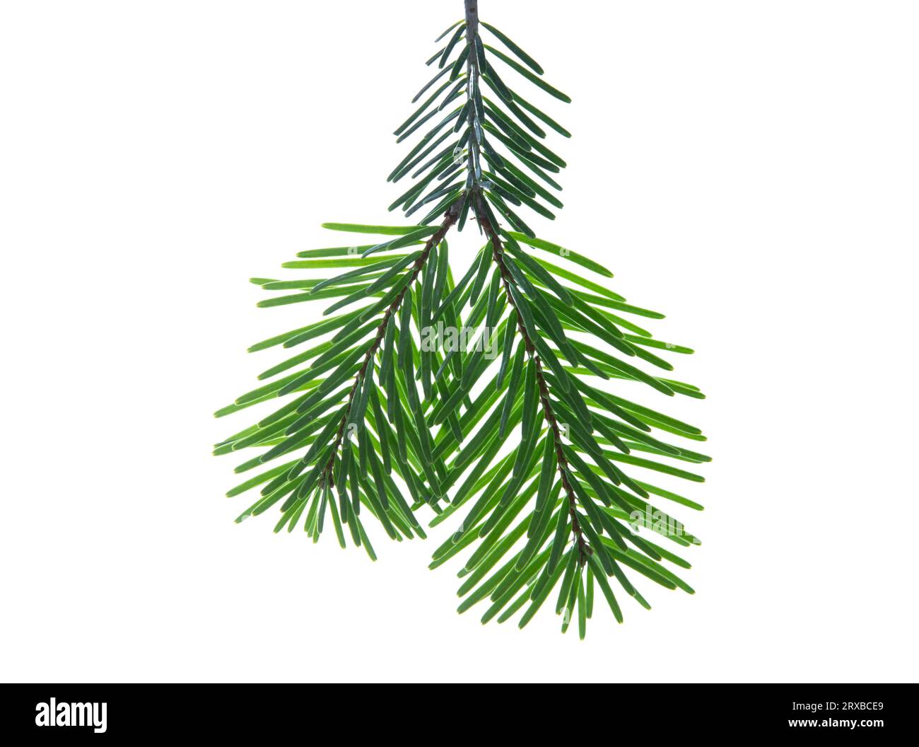 Christmas tree branch isolated on white transparent background, Xmas