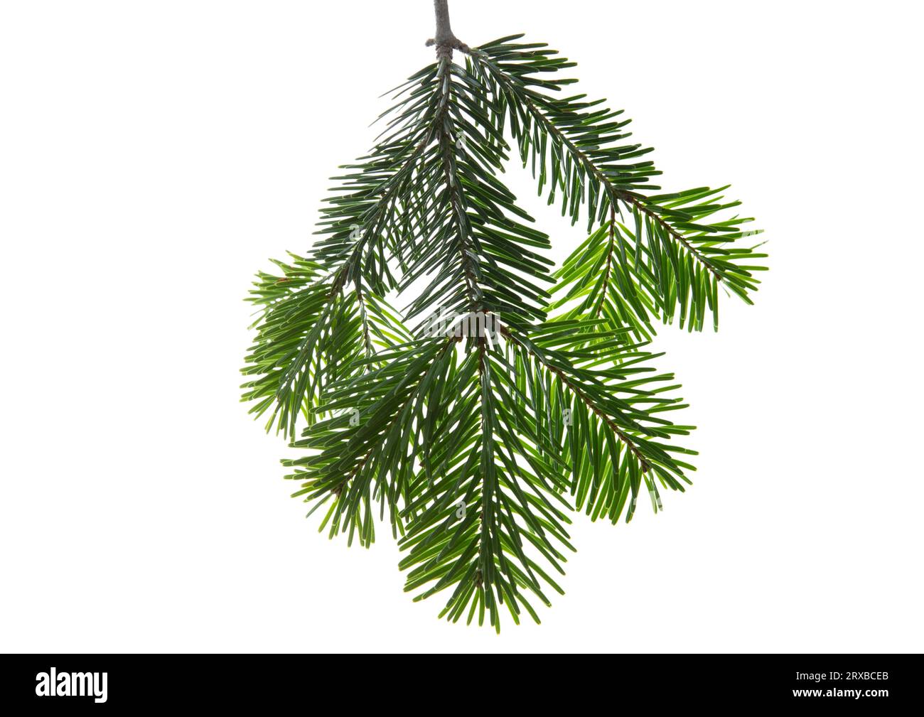 Fir pine hi-res stock photography and images - Alamy