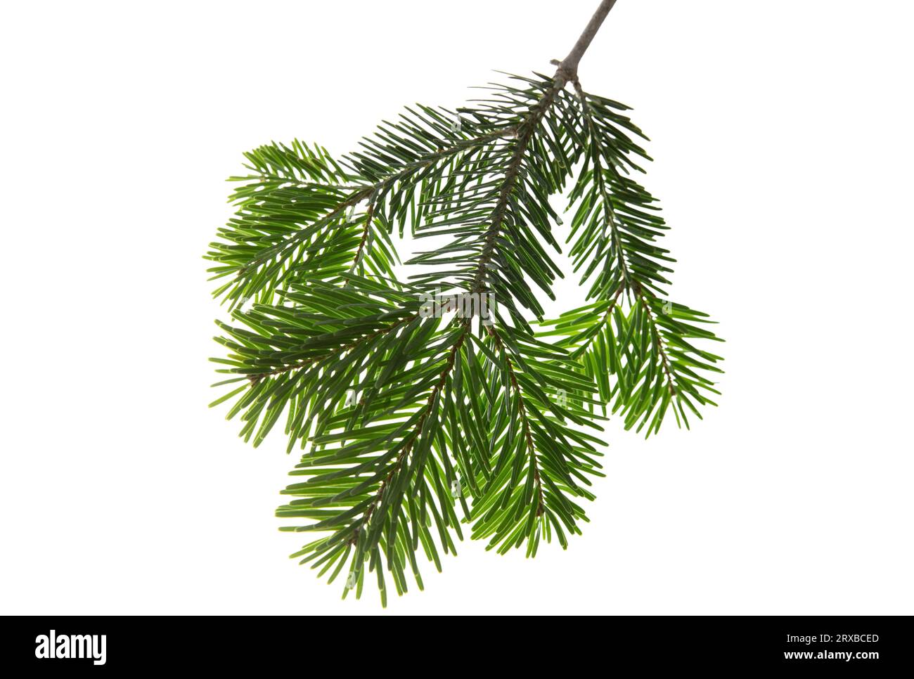 Christmas tree branch isolated on white transparent background, Xmas spruce, green fir pine twig closeup Stock Photo