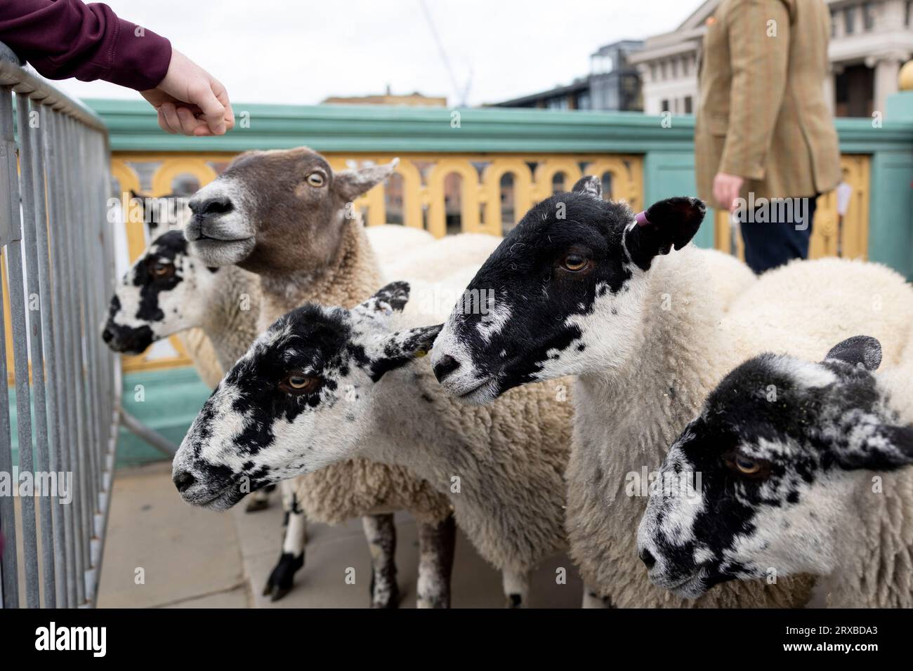 London, UK. 24th Sep, 2023. A volunteer is seen attempting to pet the ...
