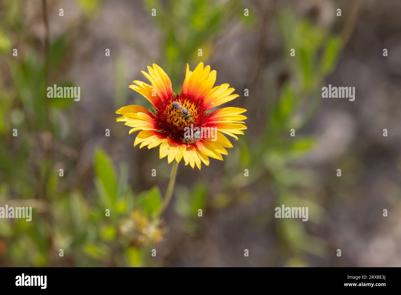 Two bees on a red and yellow flower blossom. Stock Photo
