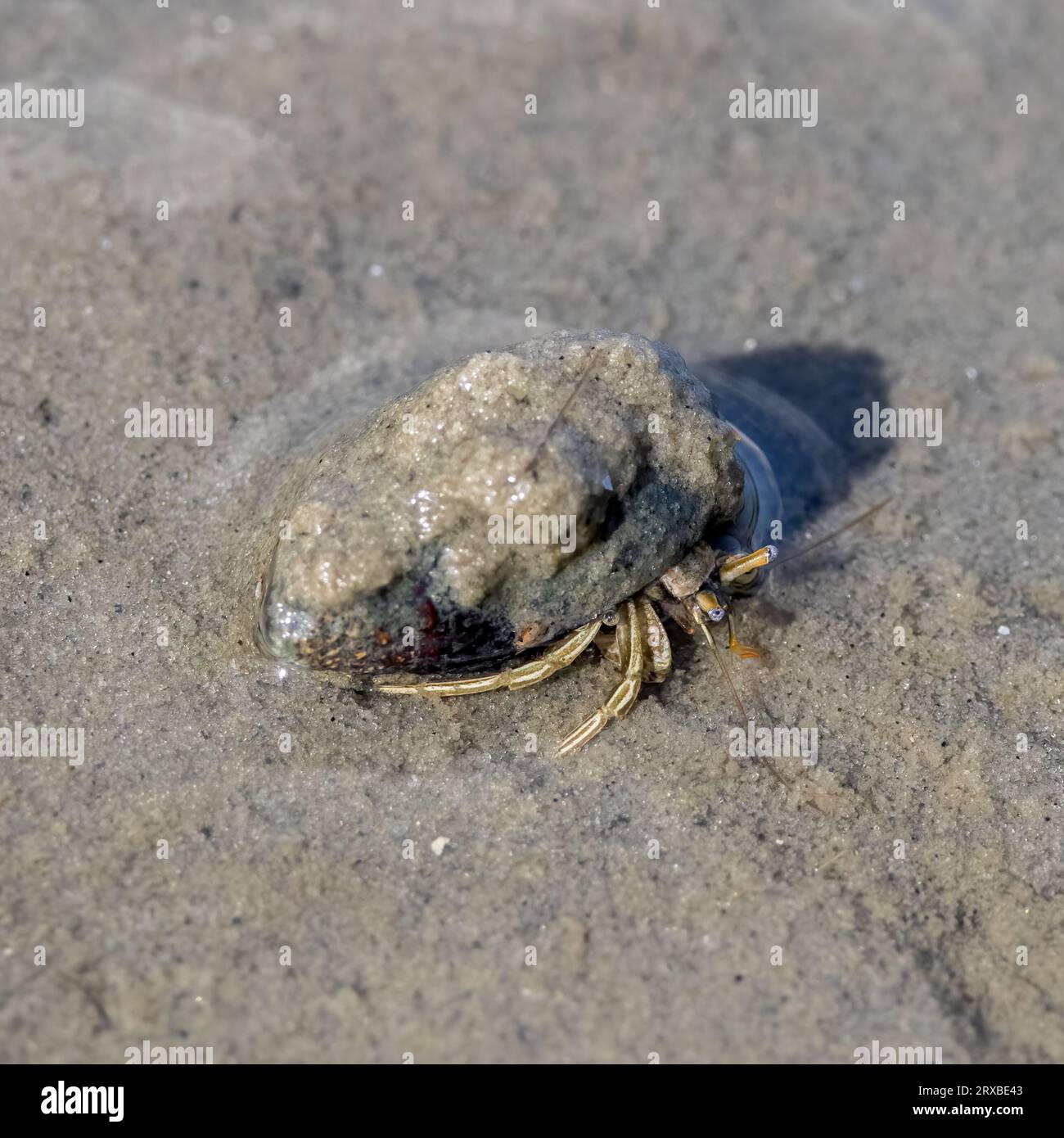 A thinstripe hermit crab walking in very shallow water Stock Photo - Alamy