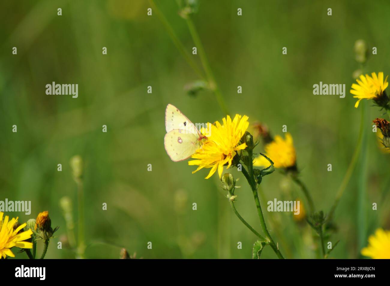 butterfly golden eight on a yellow flower of the dandelion Stock Photo