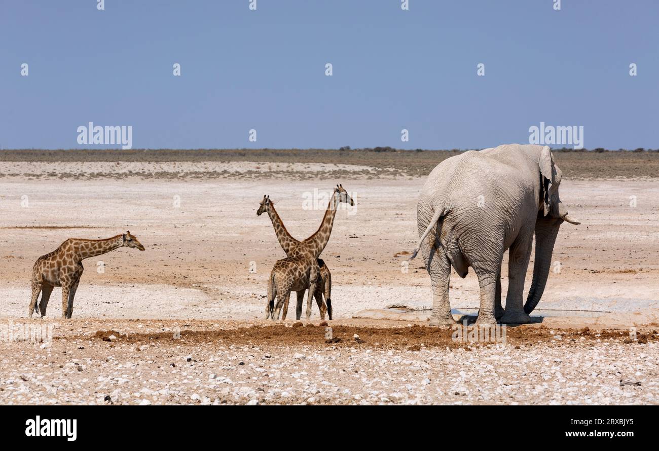African huge elephants and giraffes in the National Park. African