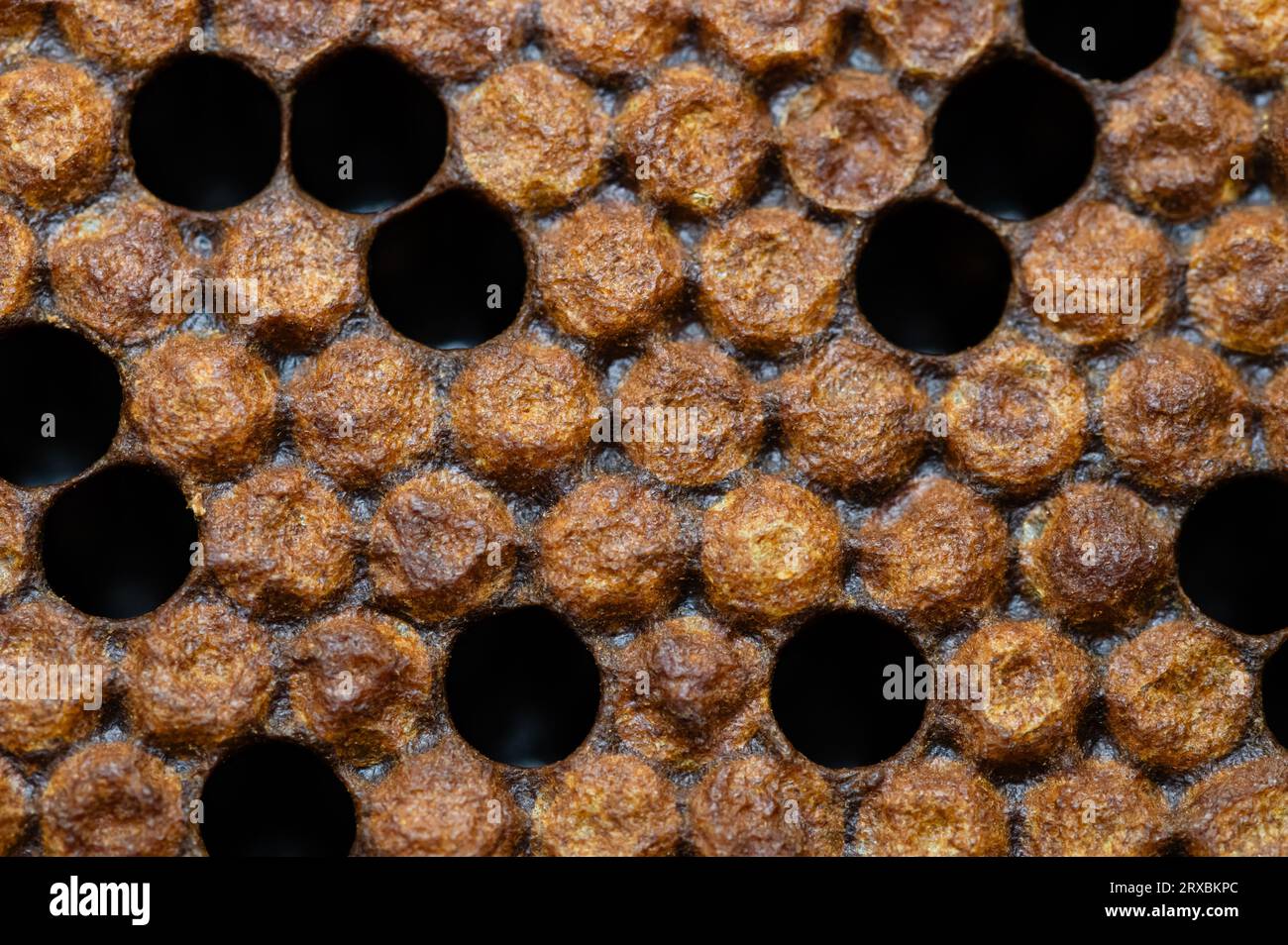 Capped honey bee brood with empty cells interspersed Stock Photo