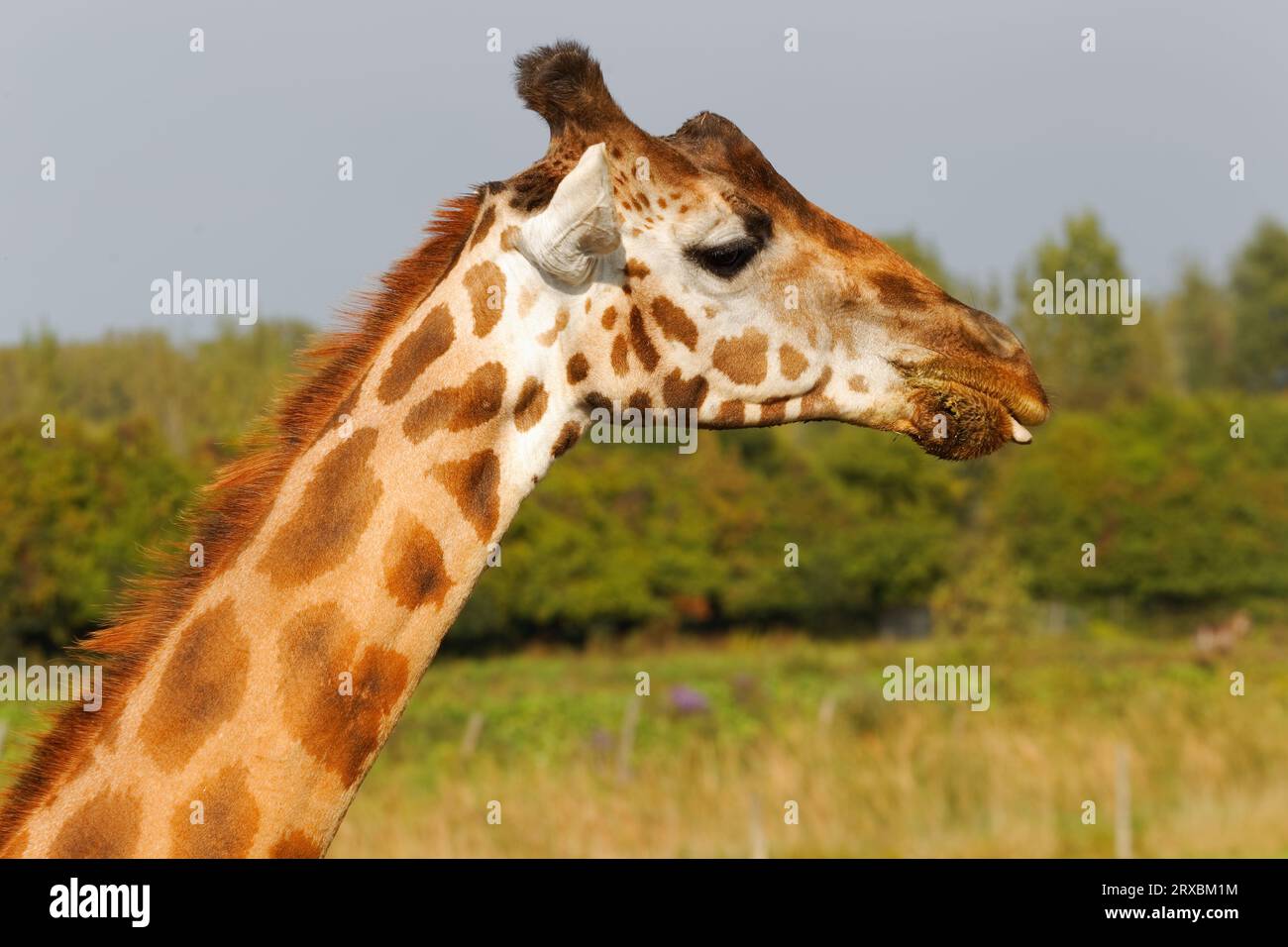 Giraffe headshot at Parc Safari. Saint-Bernard-de-Lacolle,Quebec,Canada Stock Photo