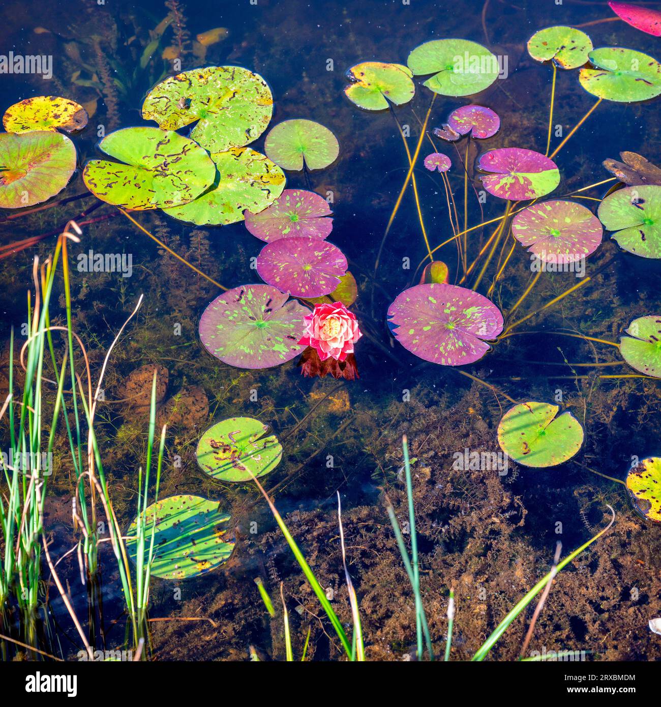 small red blossom in a water lily pond with green and purple leaves on clear water with view until the bottom, Austria Stock Photo