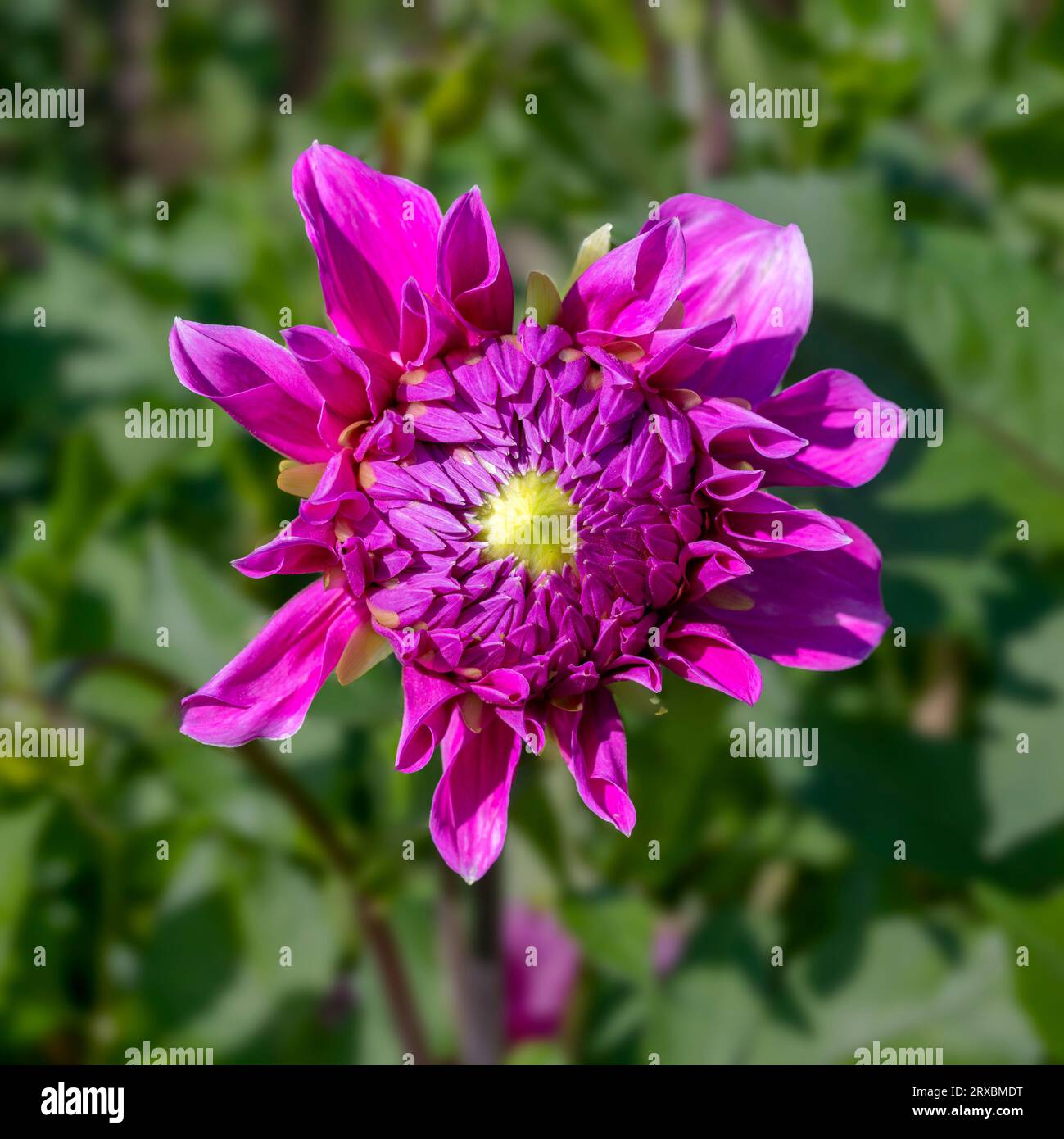 partly open blossom of a lilac dahlia with yellow center at sunshine, Austria Stock Photo