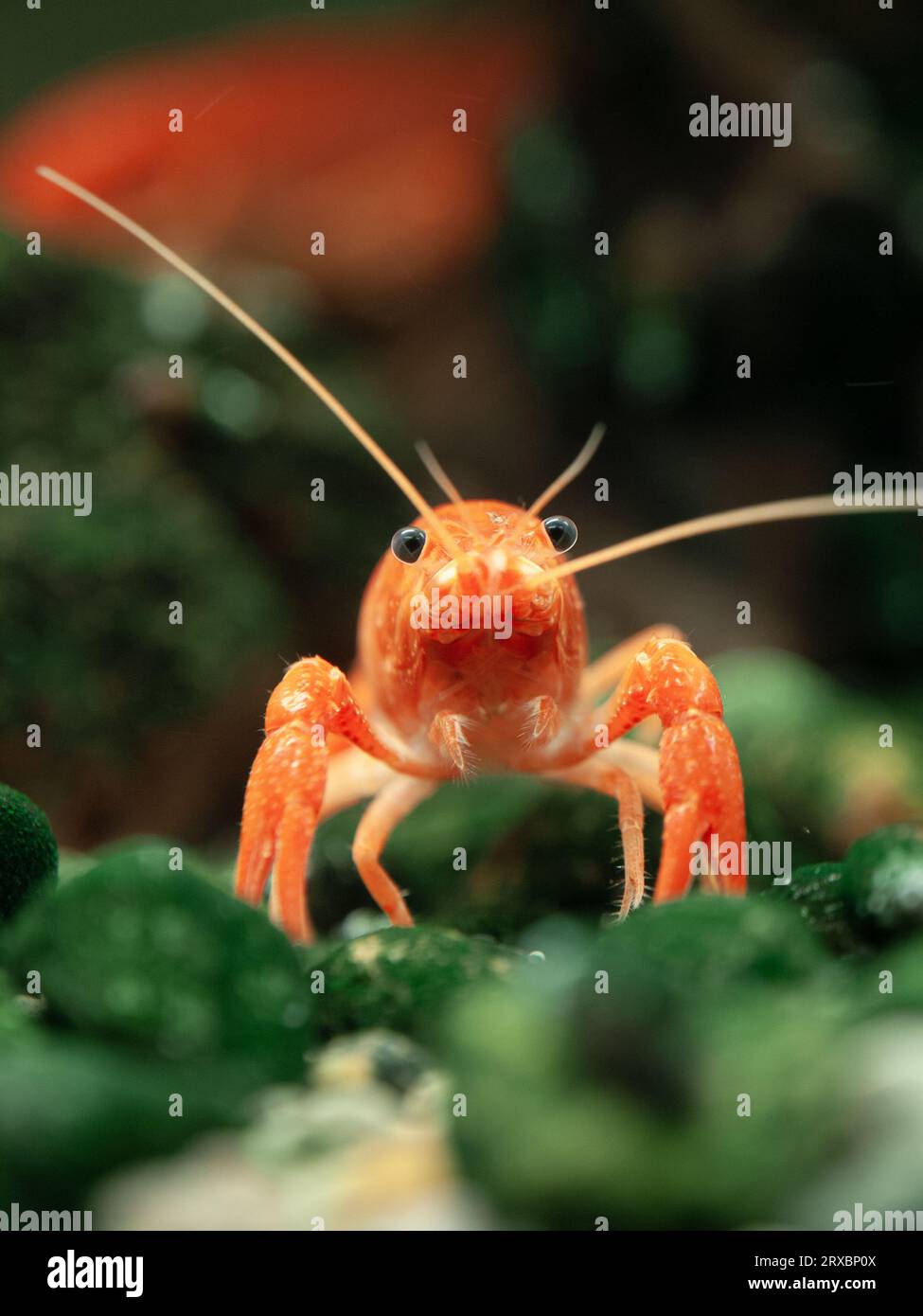 Small crab in the aquarium with green background Stock Photo