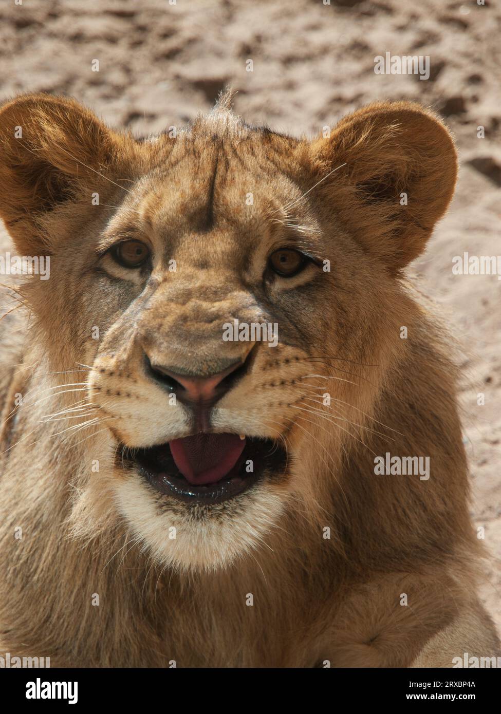 Young lion portrait in Riga, Latvian Zoo Stock Photo - Alamy