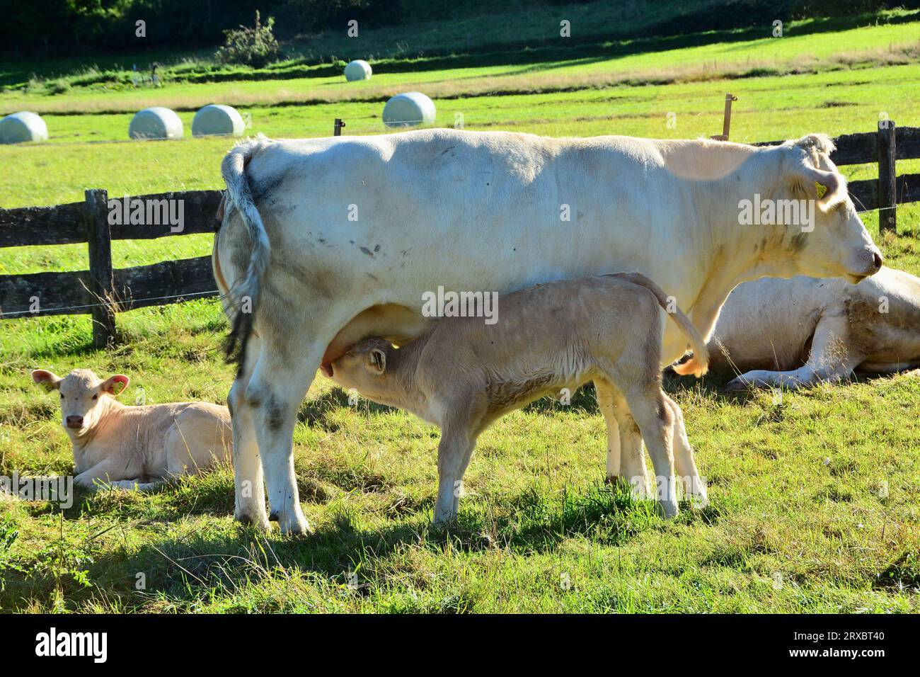 Cattle, cows, and calves and a beautiful life on a pasture Stock Photo ...