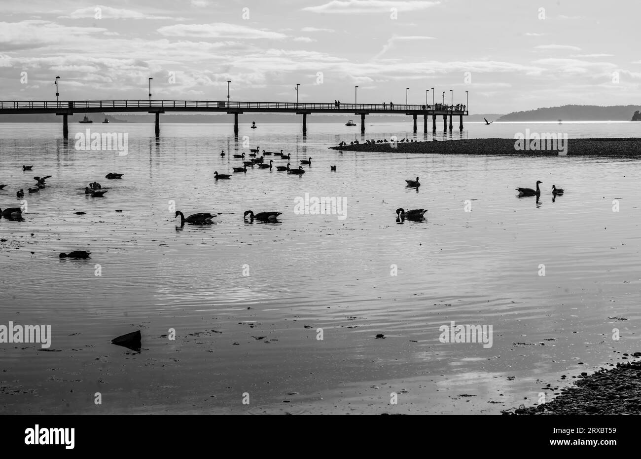 moonchorem-hi-res-stock-photography-and-images-alamy