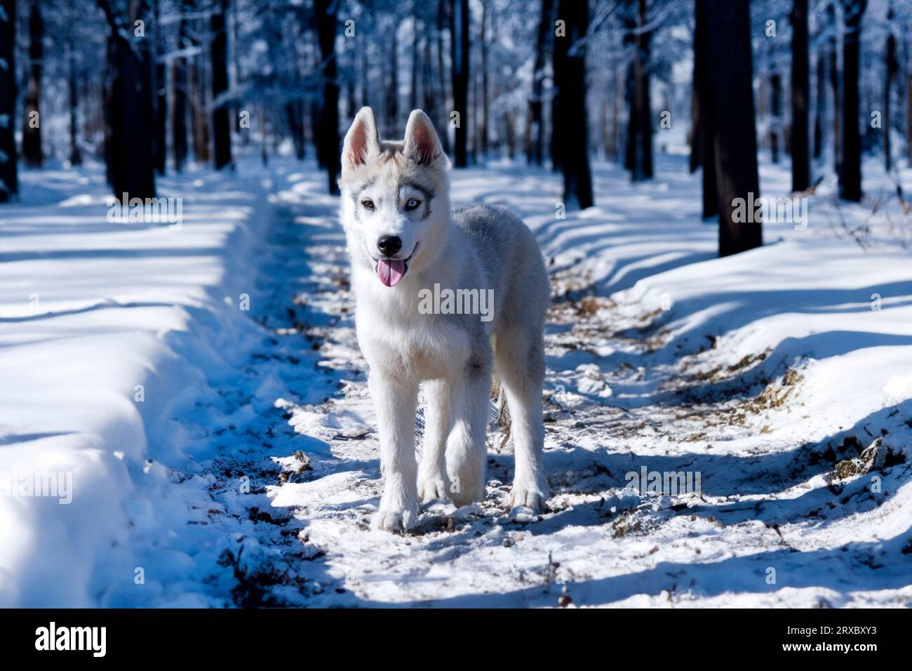 puppy siberian husky walking in nature in a forest Stock Photo