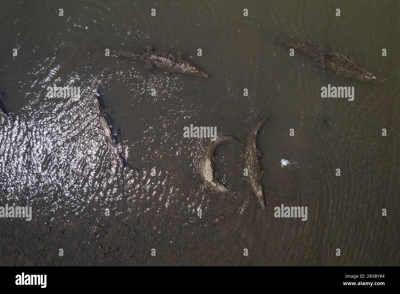 Costa Rica Aligators Alligators scaly texture hi-res stock photography and images - Alamy
