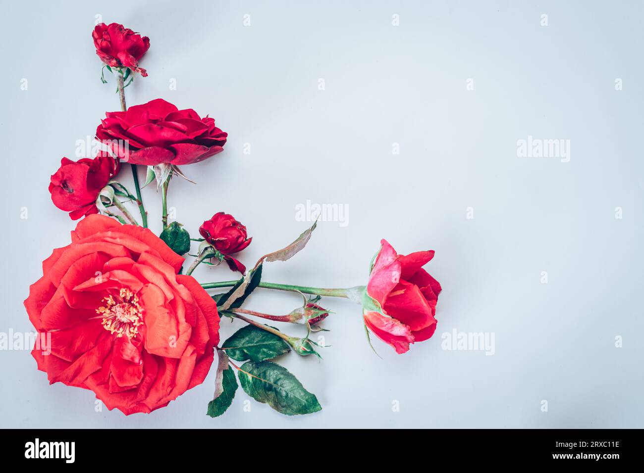 red rose flowers isolated on white background Stock Photo - Alamy
