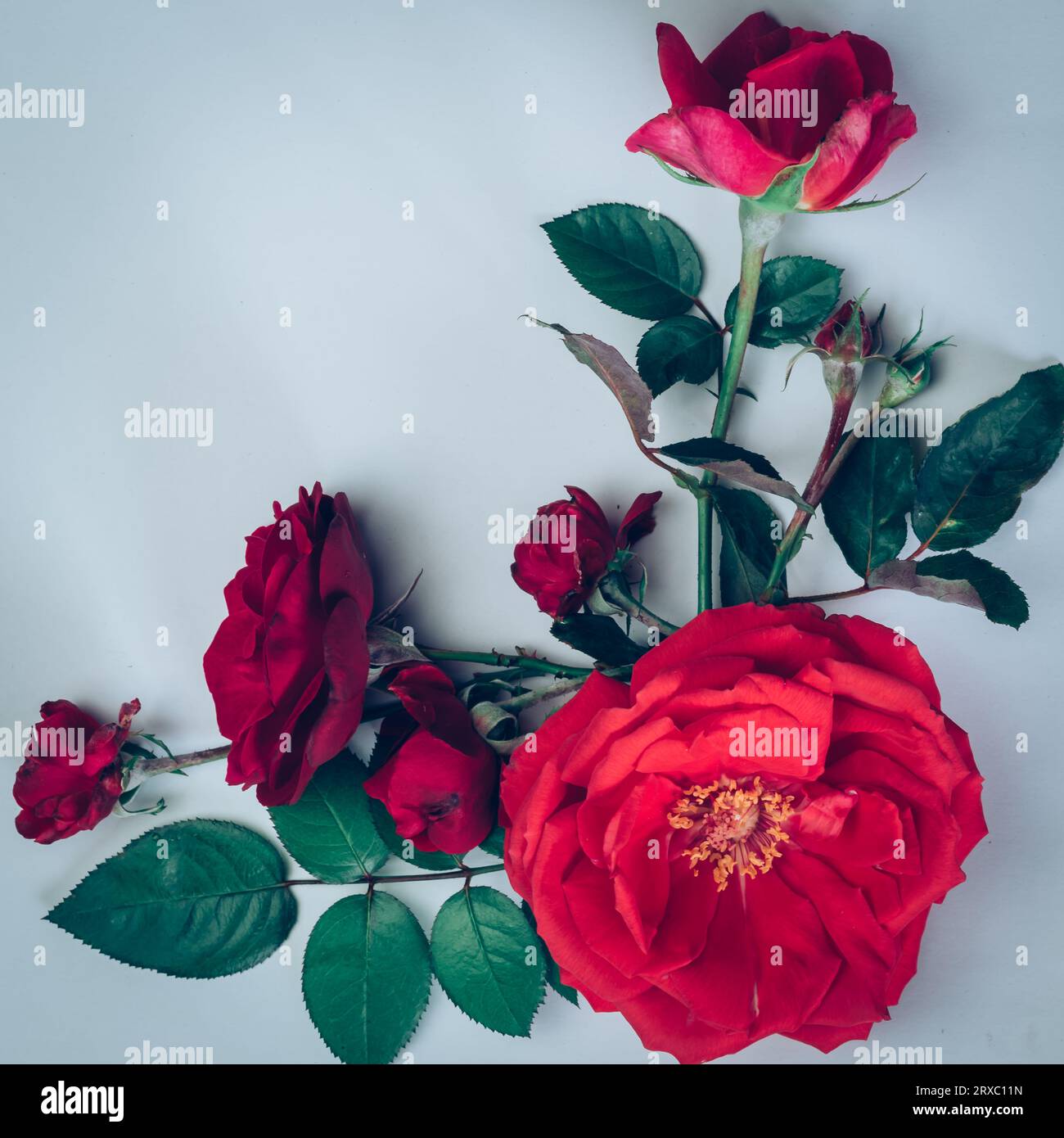 red rose flowers isolated on white background Stock Photo - Alamy