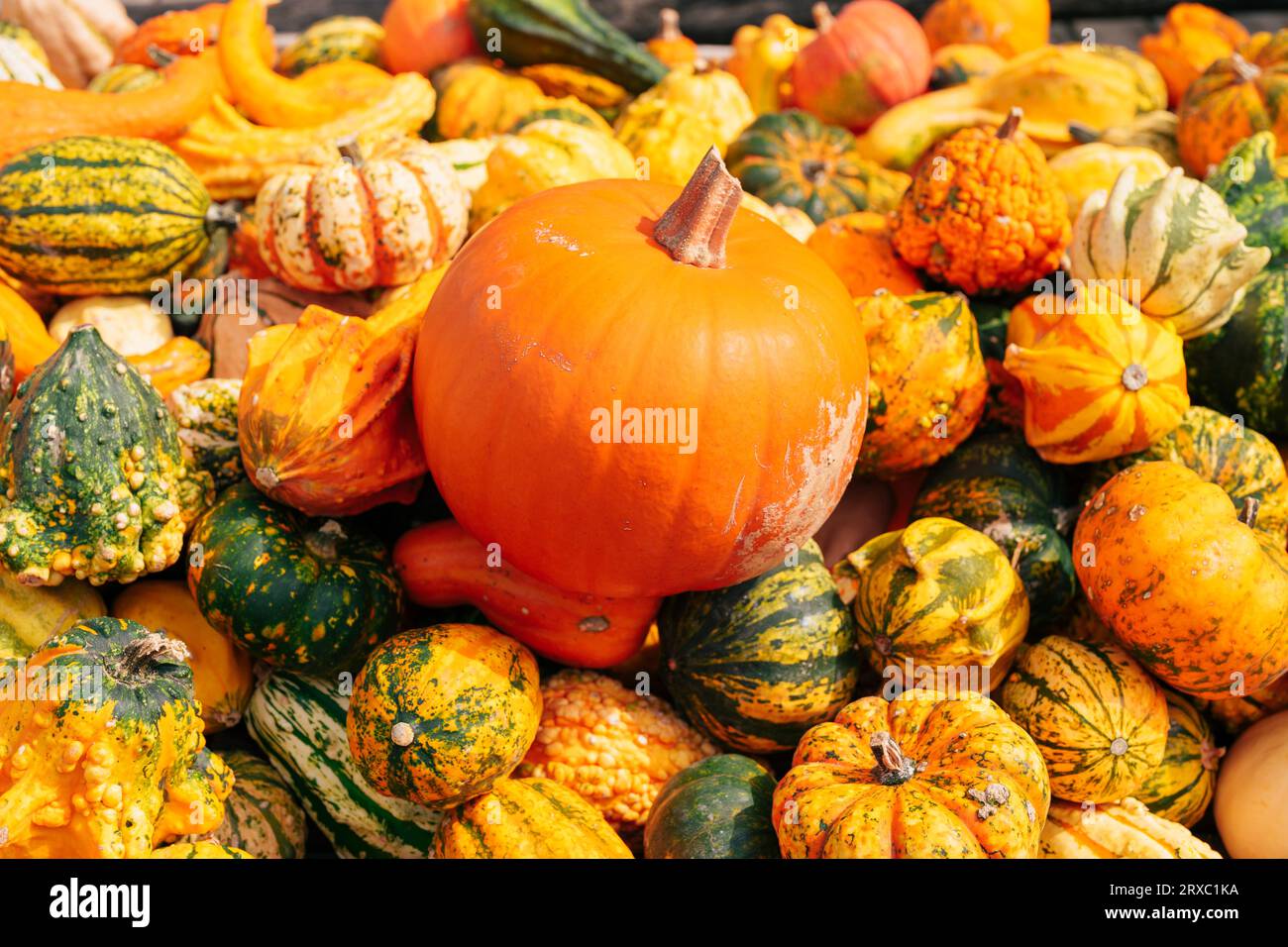 Organic background - pumpkins Stock Photo - Alamy