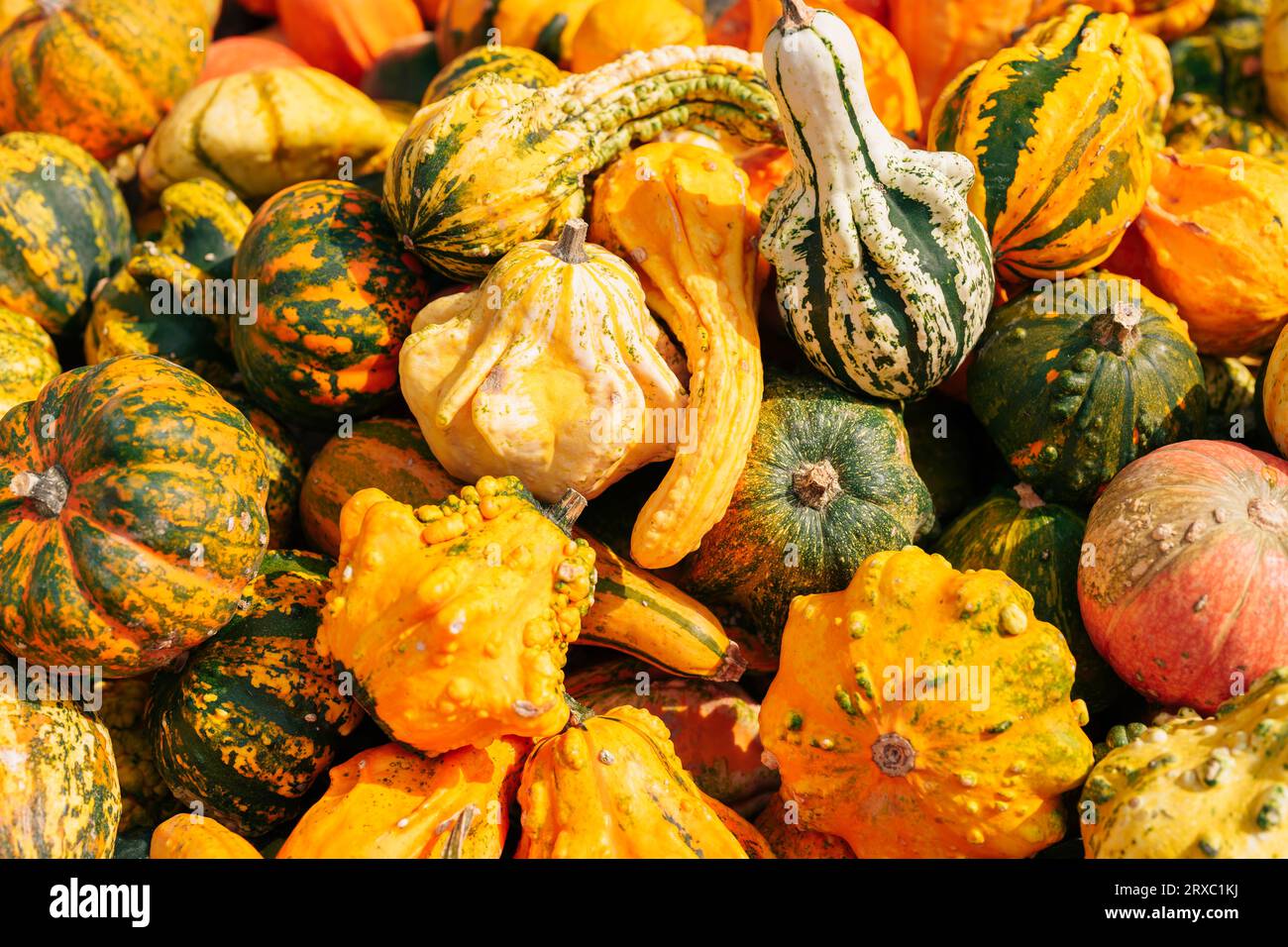 Organic background - pumpkins Stock Photo - Alamy