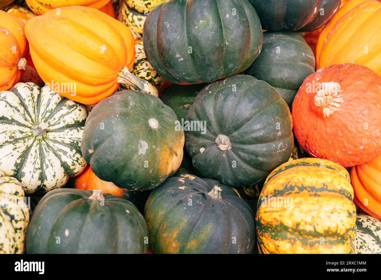 Organic background - a variety of Squash Acorn Stock Photo
