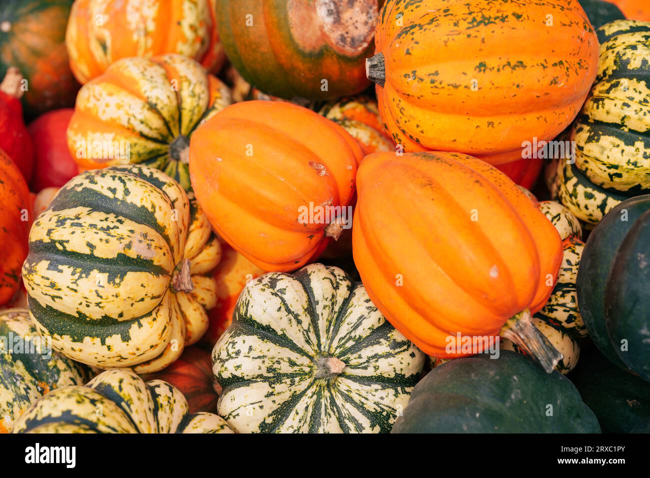 Organic background - a variety of Squash Acorn and sweet pumpkins Stock Photo