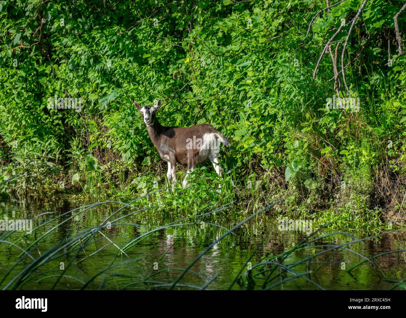 green summer landscape with a small goat on the river bank, a goat ...