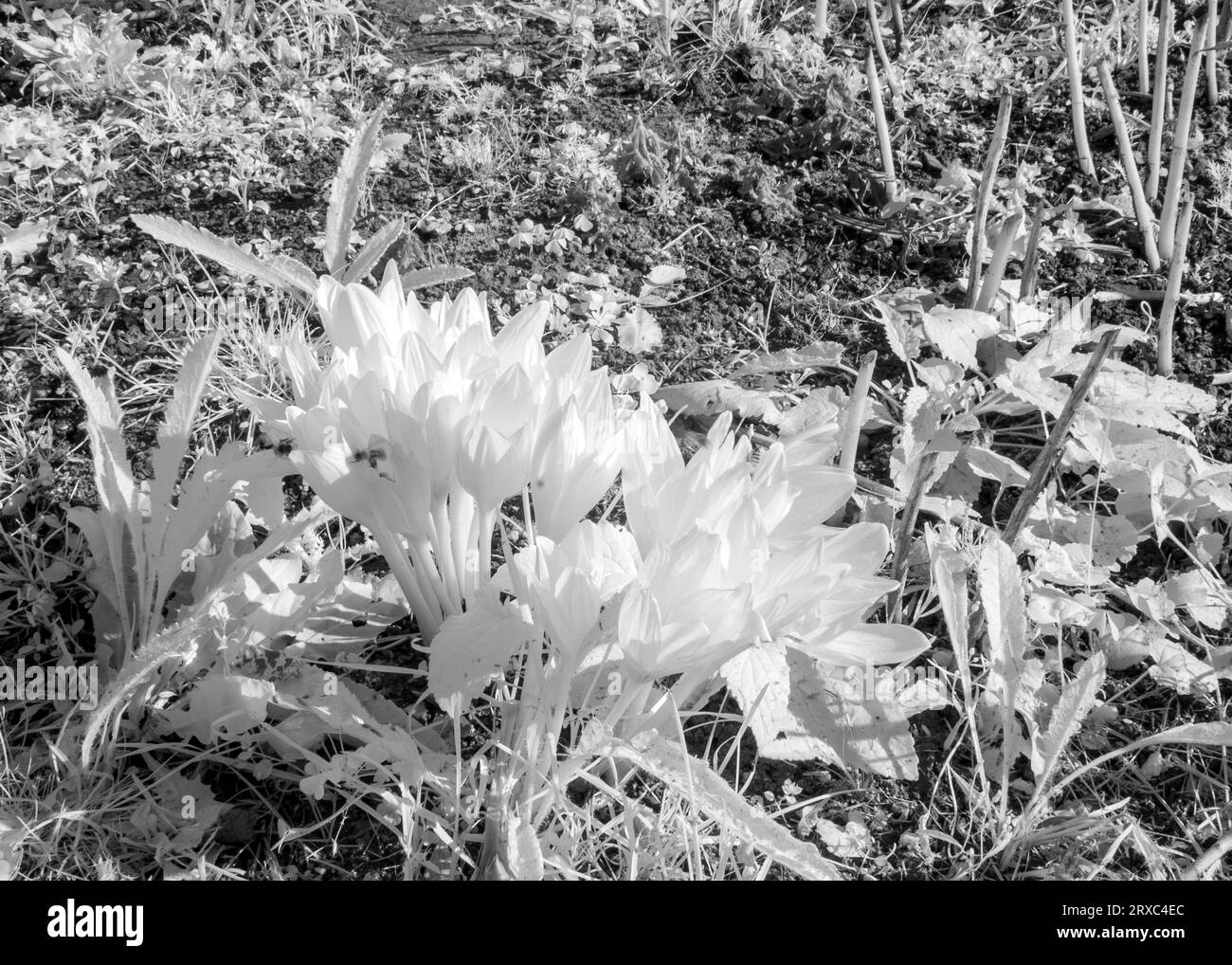 abstract infrared surreal landscape, flower fragments, infrared photo ...