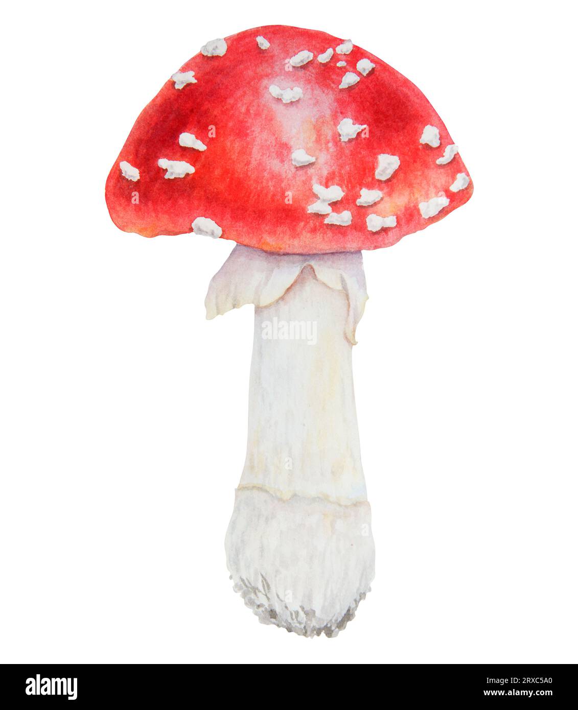 Red fly agaric. Watercolor hand drawn illustration. Realistic botanical Amanita muscaria mushroom clip art for eco goods, textiles, natural herbal Stock Photo