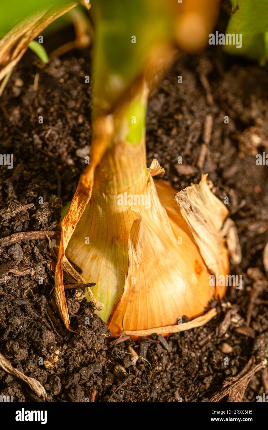 Onion field harvesting hi-res stock photography and images - Alamy