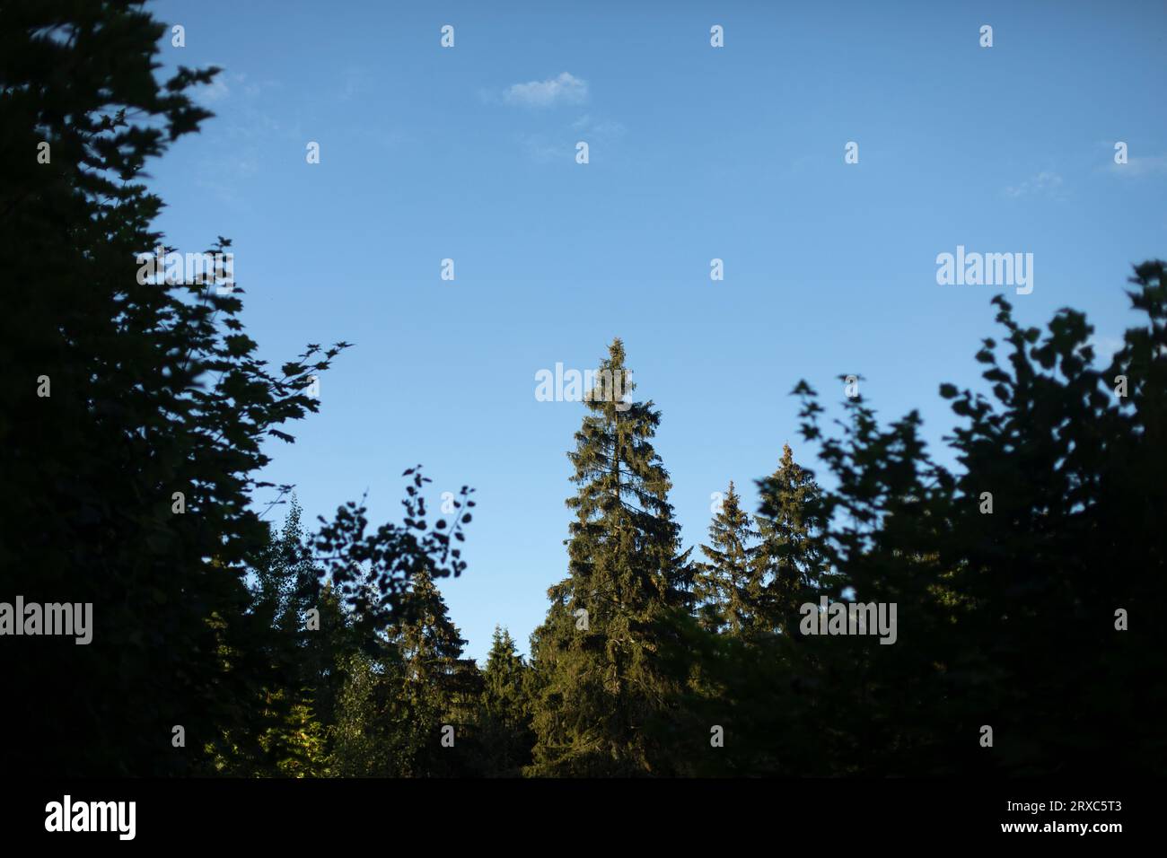 Large spruce tree hi-res stock photography and images - Alamy