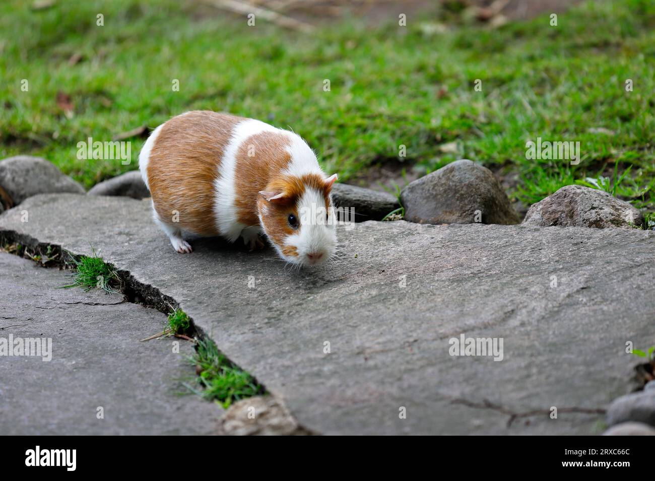 Full body of white-brown domestic guinea pig cavy in the summer garden. Photography of nature and wildlife. Stock Photo