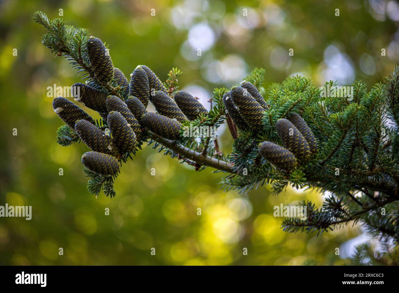 Tree branch with mature cones of Abies Koreana Korean Fir. Photography of lively nature. Stock Photo