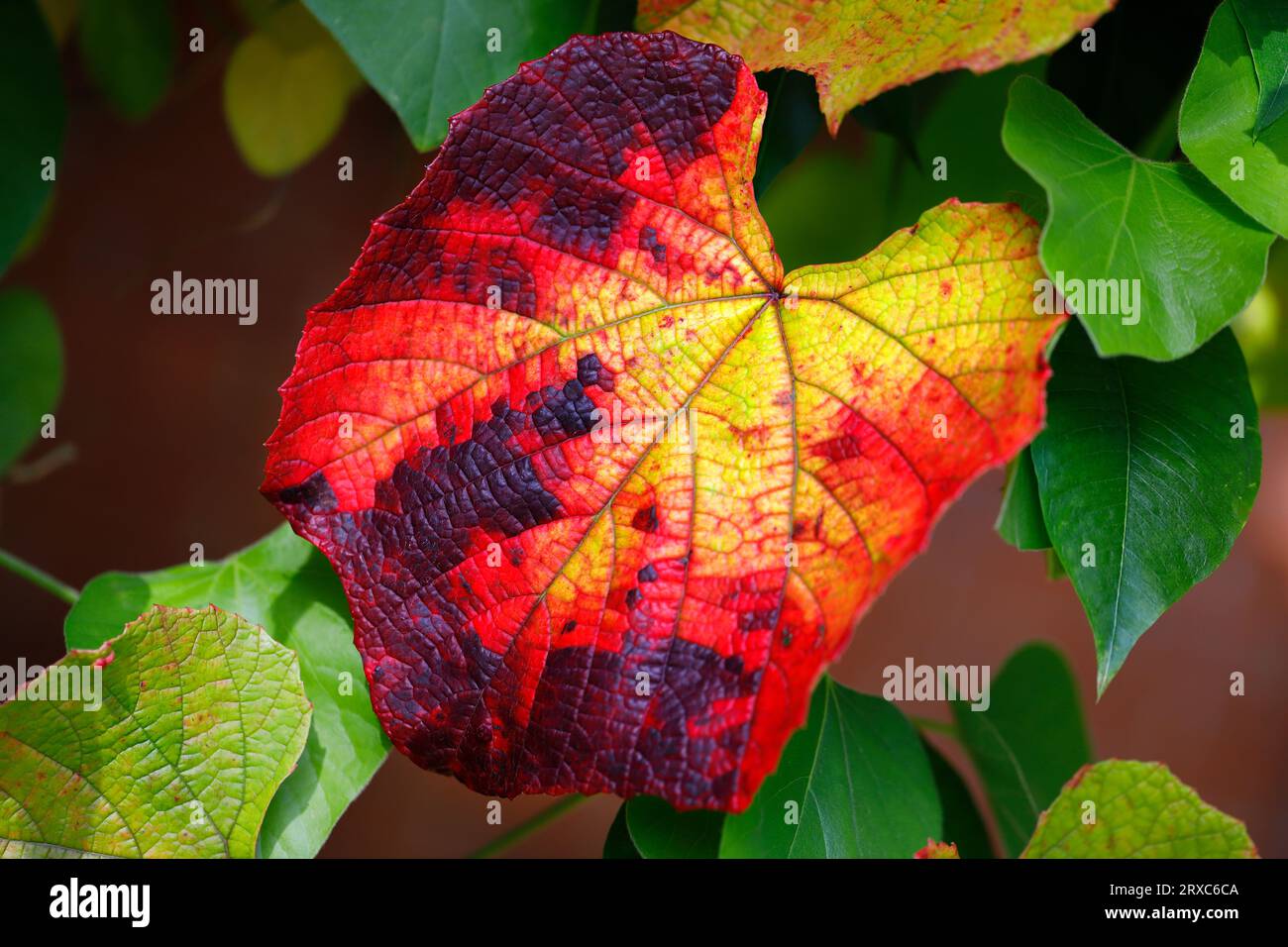 View of vitis coignetiae leaves in october garden. Macro photography of lively nature. Stock Photo