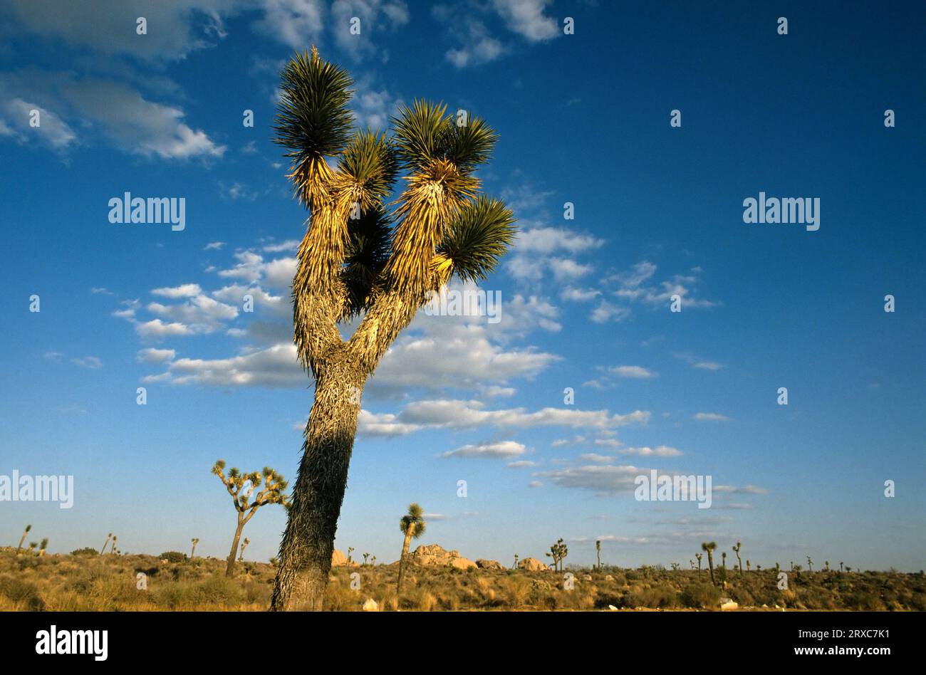 Joshua Tree National Park with cactus trees in California, USA, during the daytimetime Stock Photo