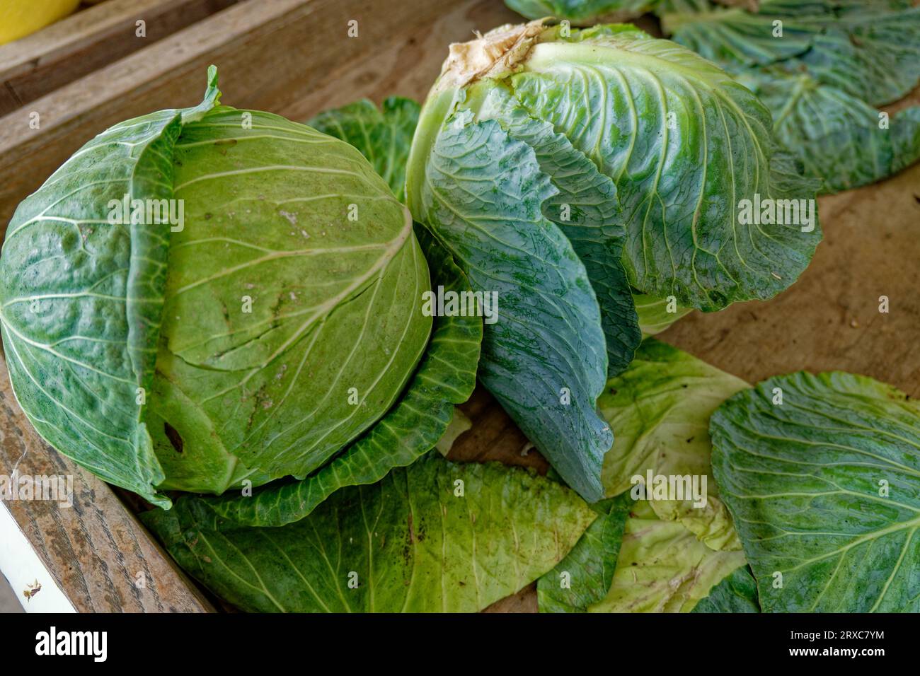 Large leafy green cabbage heads in a wooden crate at a farmers market in early fall closeup view Stock Photo
