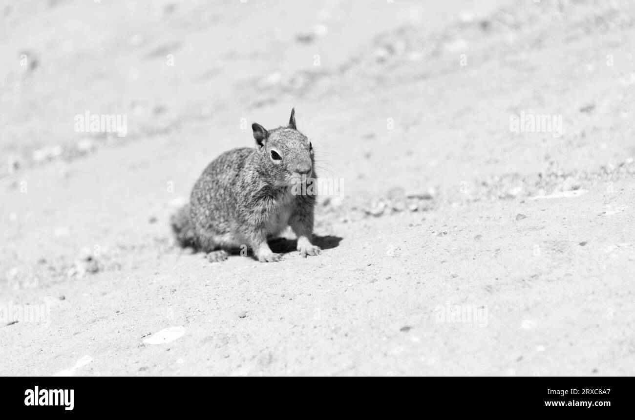 Fluffy ground-squirrel rodent animal sitting on rocky soil Stock Photo