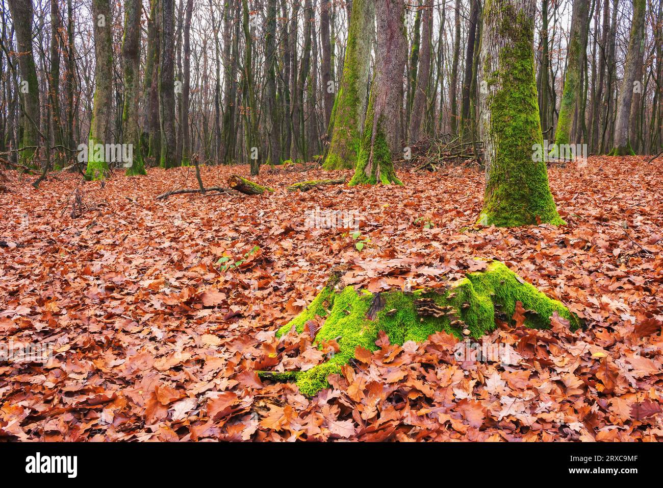 forest nature background. scenic fall season. foliage in autumn colors. green moss on the stump and trunks Stock Photo