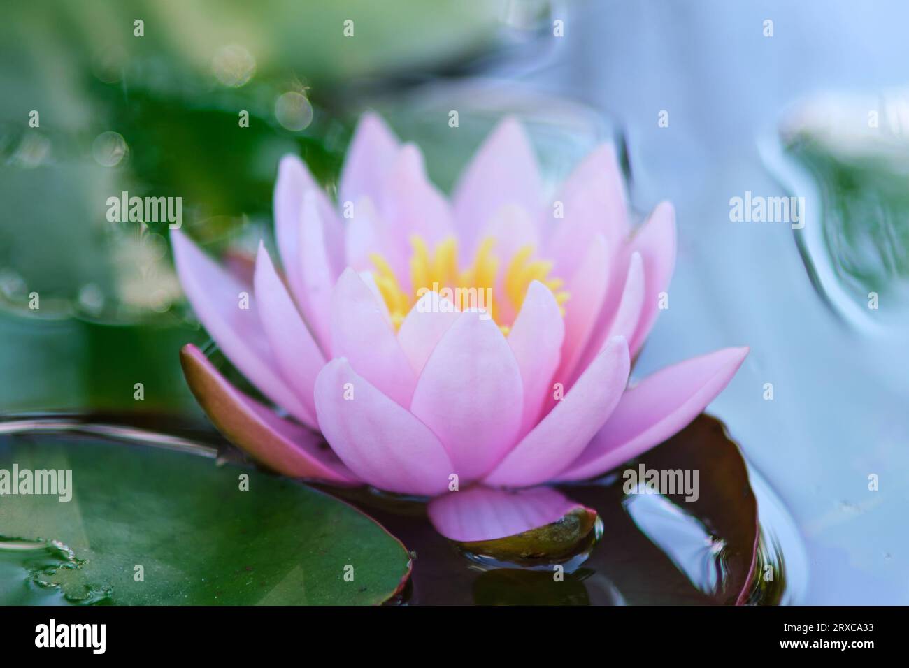 Beautiful pink waterlily or lotus flower in the pond Stock Photo
