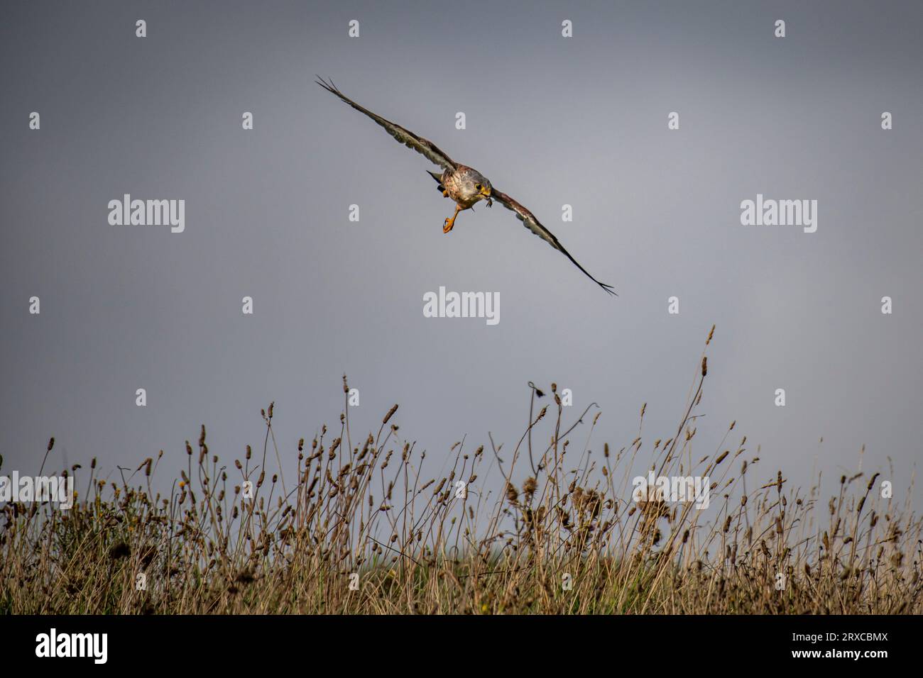 A one legged kestrel hunting for food in West Sussex, England, United Kingdom Stock Photo