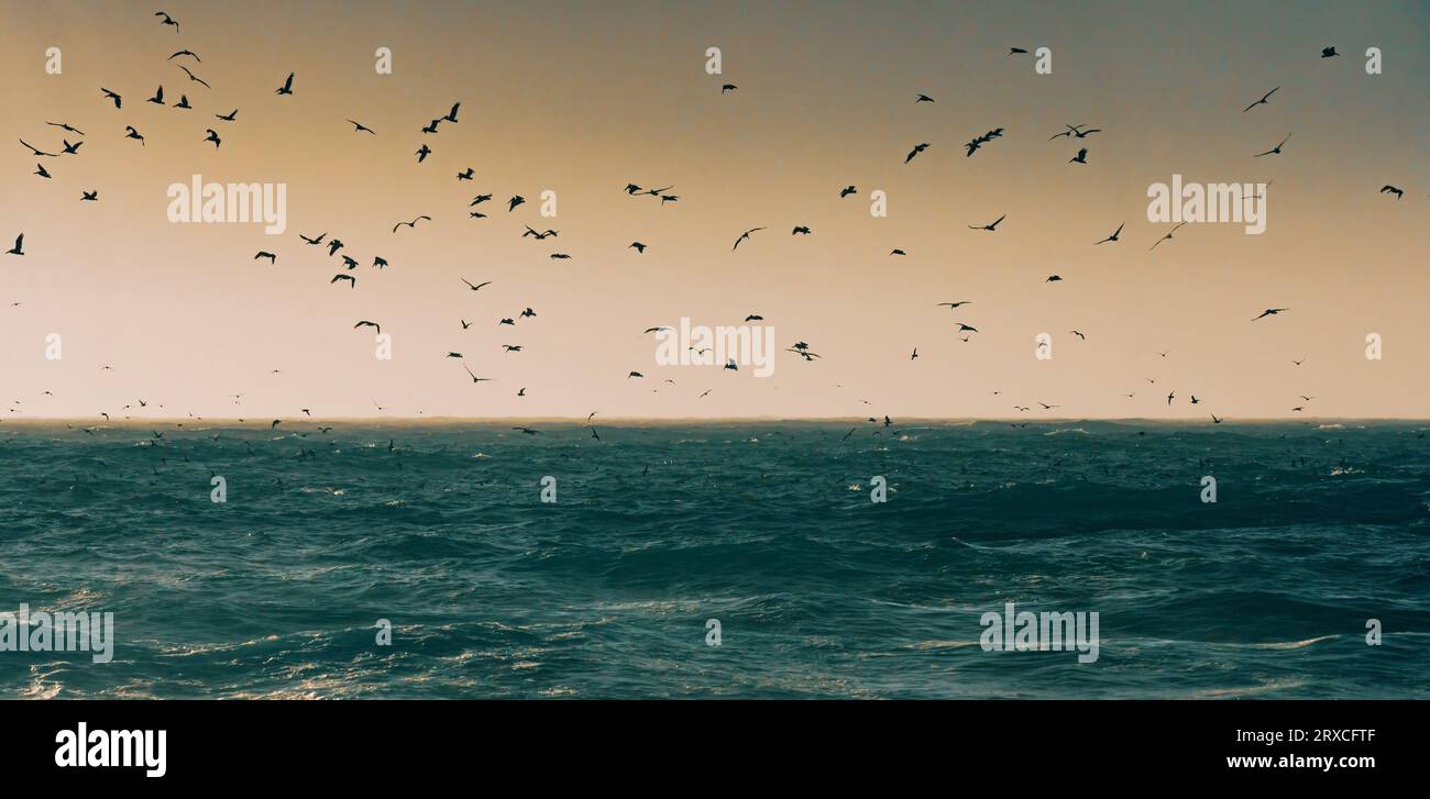 Flying bird silhouettes birds hi-res stock photography and images - Alamy