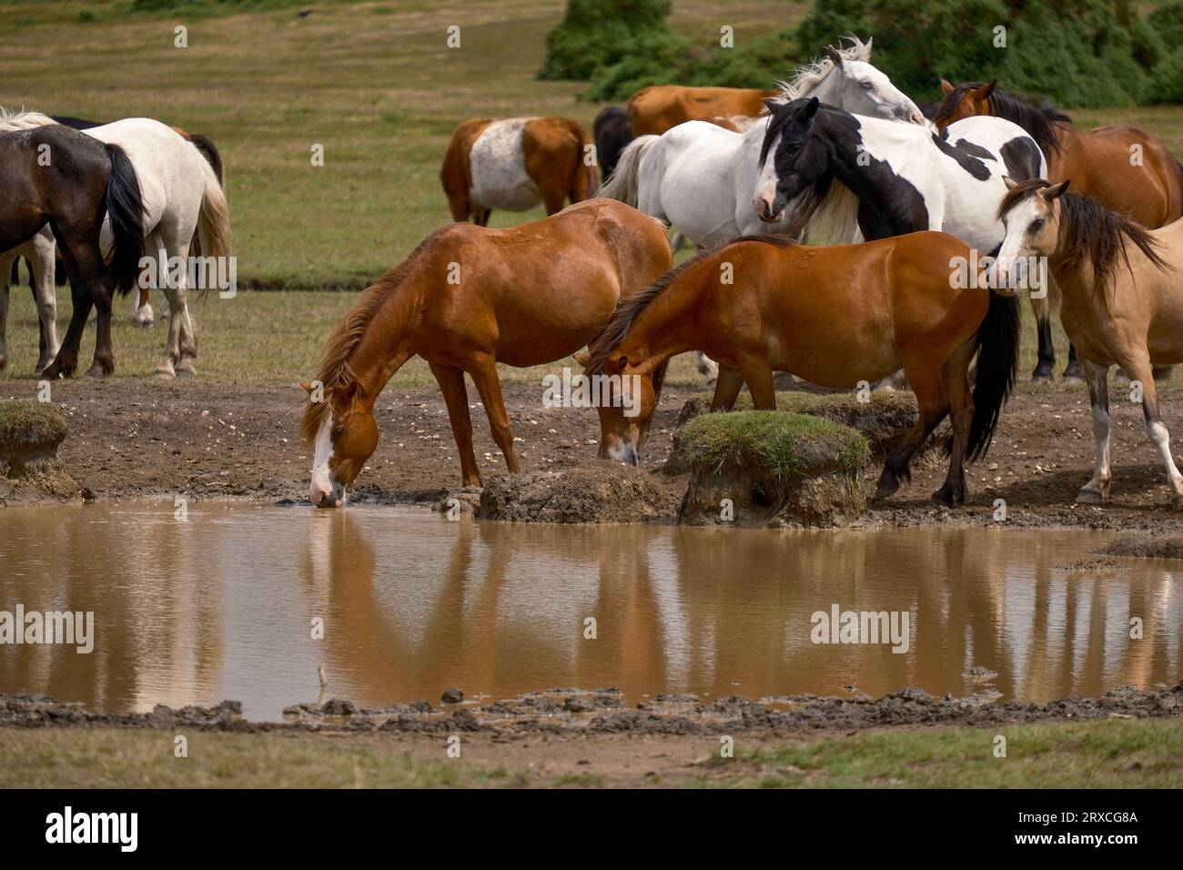 New Forest ponies and cows gather around a shallow watering hole on Plaitford common during dry weather to drink and cool off. Stock Photo