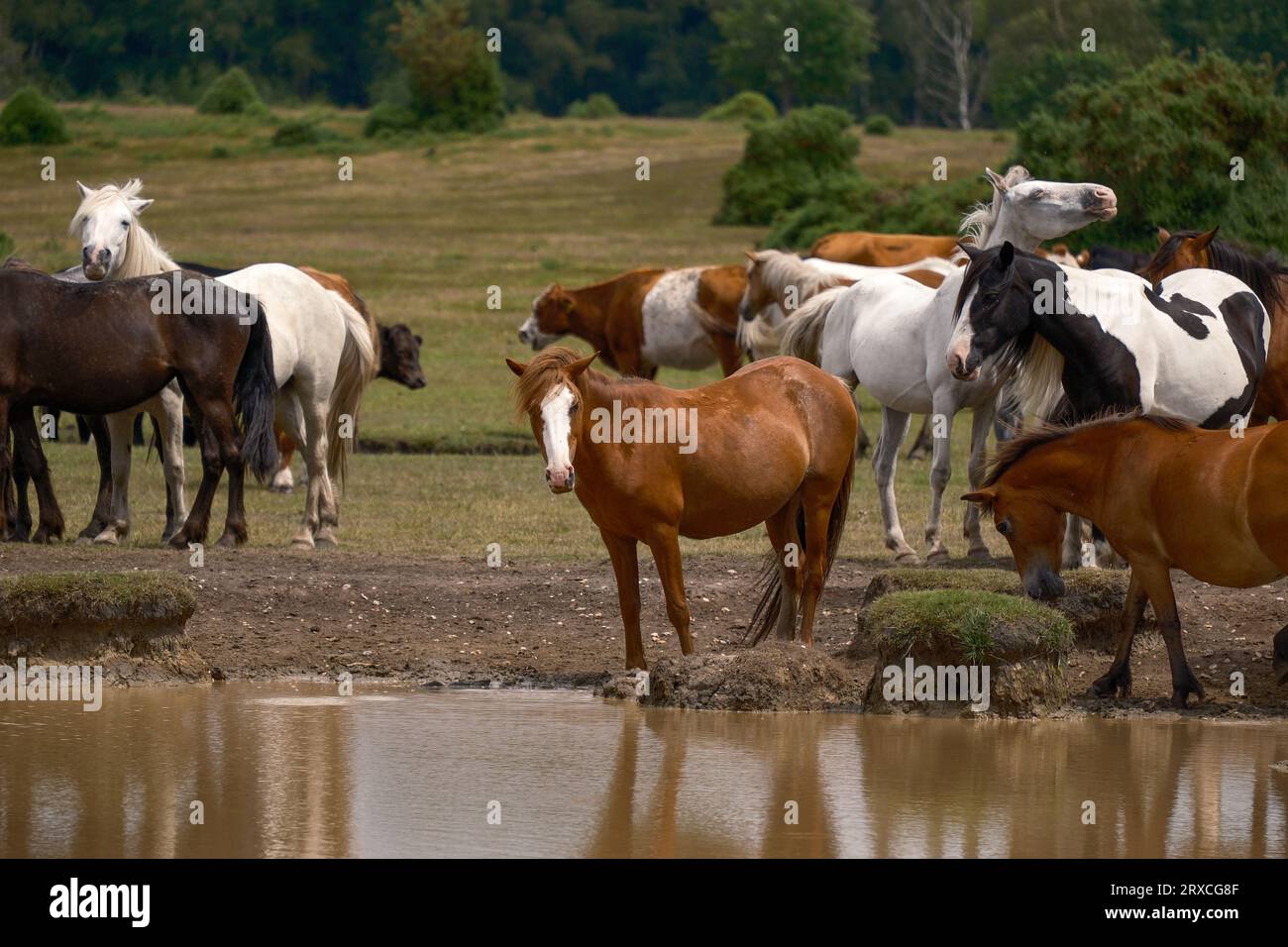 New Forest ponies and cows gather around a shallow watering hole on Plaitford common during dry weather to drink and cool off. Stock Photo