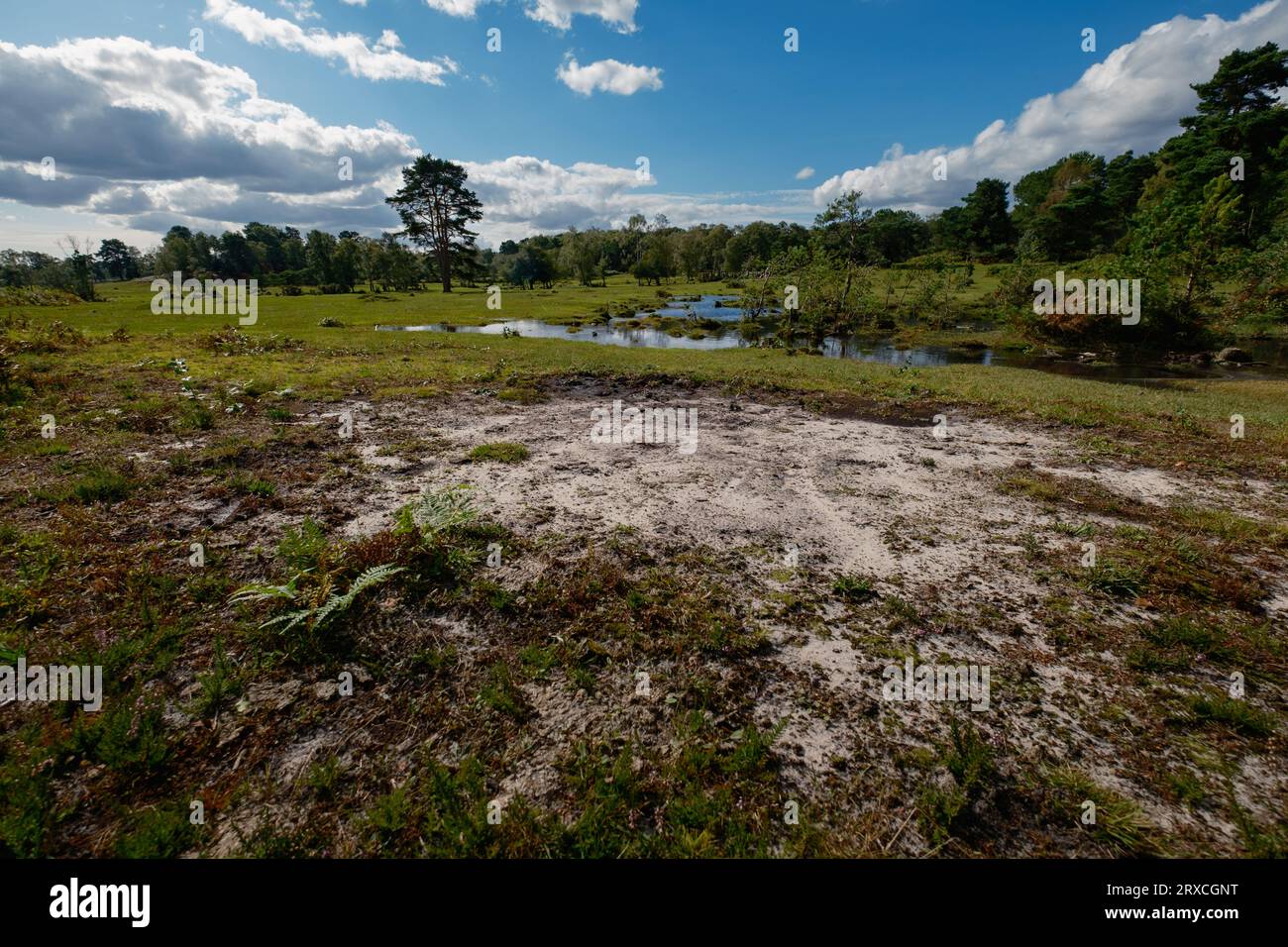 Exposed sand in the New Forest Hampshire UK showing the geological make up of sedimentary deposits. The area was once a shallow sea and river system. Stock Photo