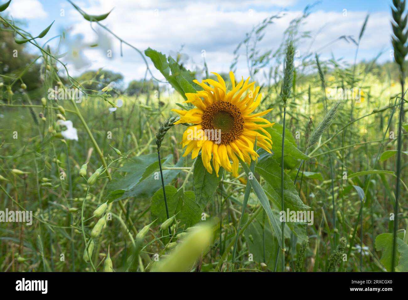A section of a farmers field in Hampshire England has been left to re-wild with Sunflowers and wild flowers growing Stock Photo
