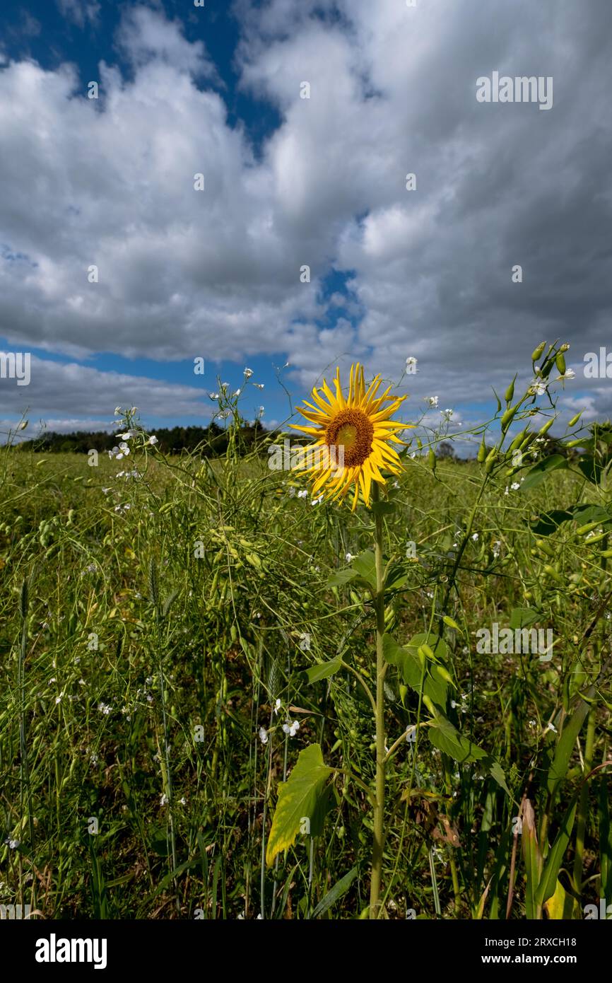 A section of a farmers field in Hampshire England has been left to re-wild with Sunflowers and wild flowers growing Stock Photo