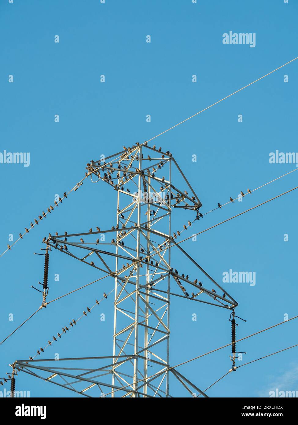 Birds sitting on a power line Stock Photo