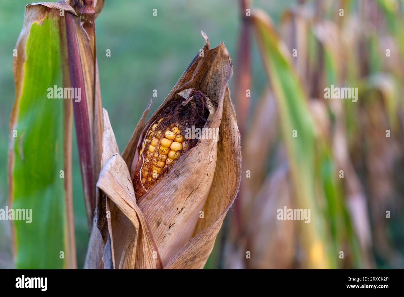 Yellow ripe corn (Zea Mays) head with brown dry leaves in autumn Stock Photo