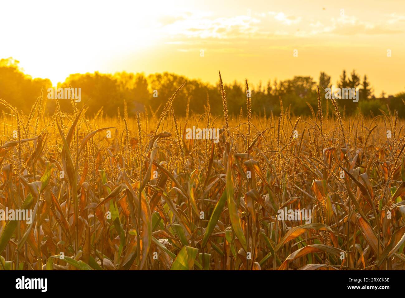 Brown-yellow corn (Zea Mays) field at autumn sunset Stock Photo